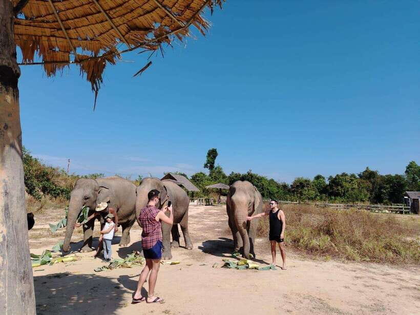 Siem Reap: Elephants & Apopo Rat Demining Private Trip - Morning or Afternoon Order: Which Flow Fits Your Day