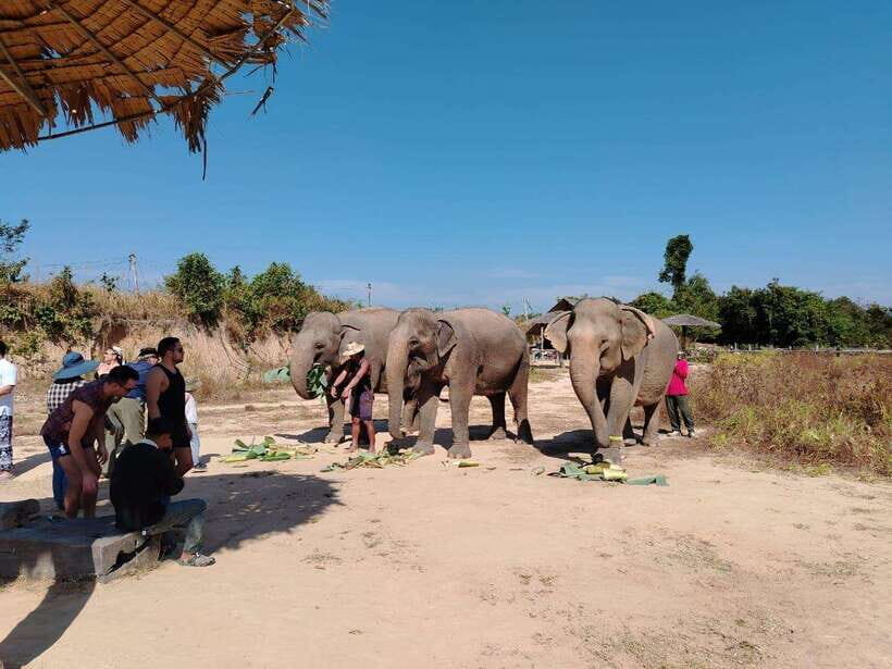 Siem Reap: Elephants & Apopo Rat Demining Private Trip - Getting There in Comfort: Pickup, Small Groups, and Wet-Weather Prep