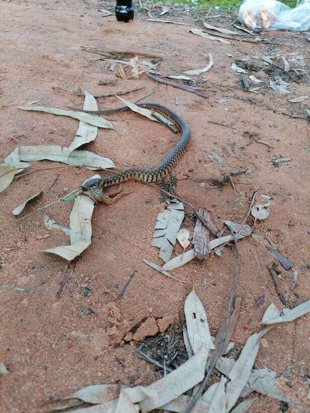 Siem Reap: Fishing in the rice fields, in the villages of Siem Reap - The Snakehead Strike: The Moment You’re Waiting For