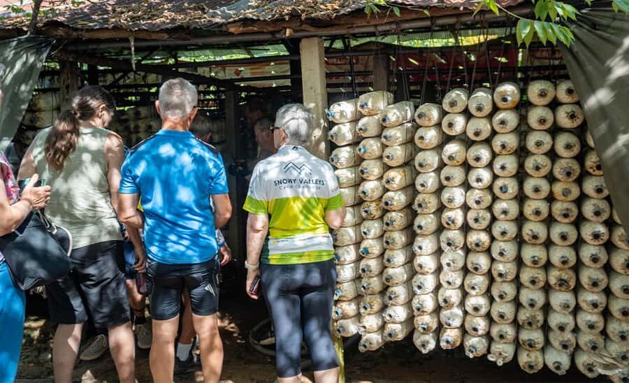 Siem Reap: Guided Countryside Bike Tour - Mushroom farms and rice fields: agriculture you can actually picture