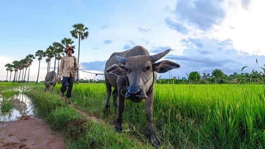 Siem Reap: Guided Countryside Sunset Tour by Jeep - The jeep ride itself: comfort, openness, and better vibes for photos