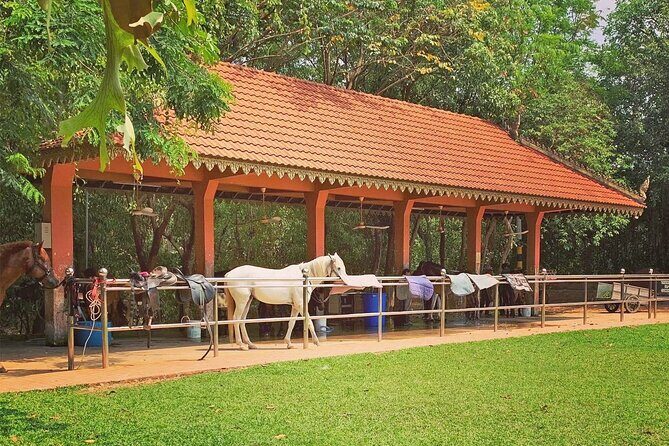 Siem Reap Happy Horse Riding Free Pick-up & Drop-off - How the Horse Riding Experience Actually Feels