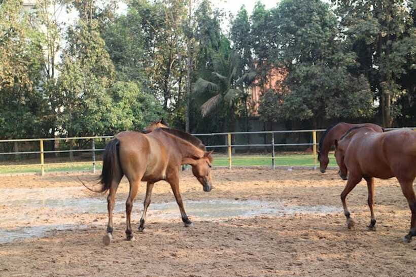 Siem Reap Happy Horse Riding Free Pick-up & Drop-off - Rice Fields and Golden Pagoda Views from the Saddle