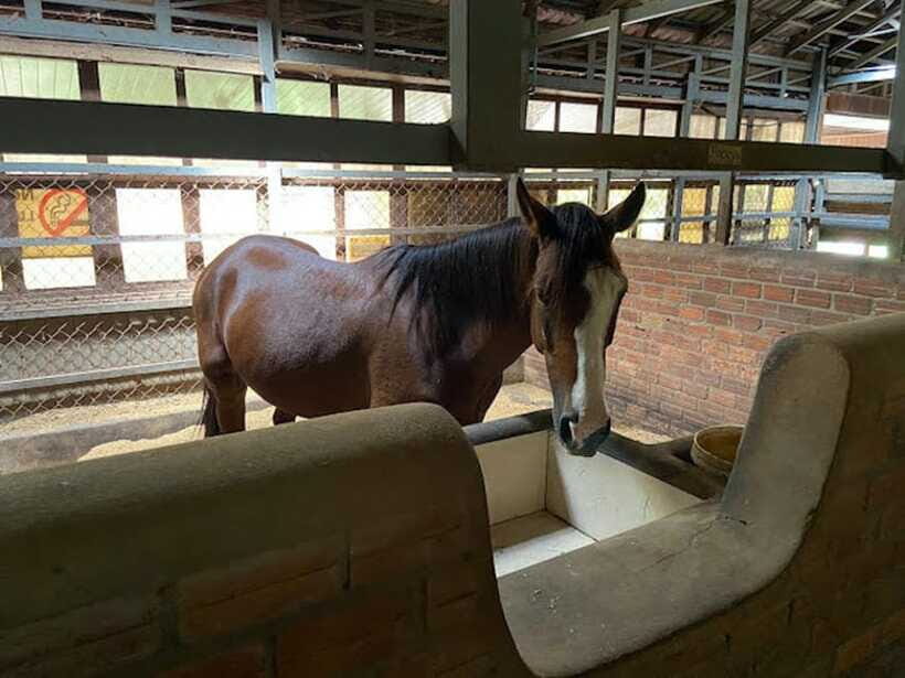 Siem Reap Happy Horse Riding Free Pick-up & Drop-off - Pickup and Transfer by Tuk-Tuk: The Day-Starter Detail
