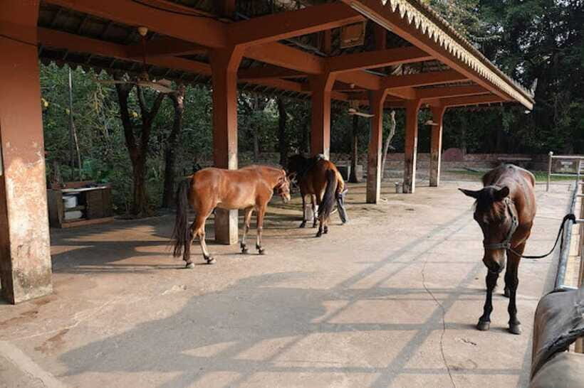 Siem Reap Happy Horse Riding Free Pick-up & Drop-off - Price and Value: Is $72 Worth It?