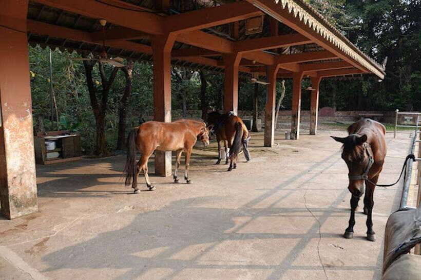 Siem Reap Happy Horse Riding Free Pick-up & Drop-off - Who This Horse Ride Fits Best
