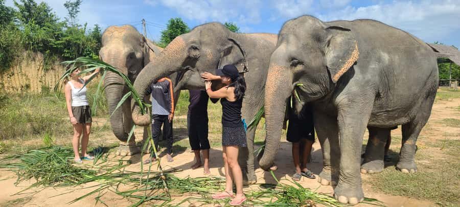 Siem Reap: Kulen Elephant Forest Guided Tour - Getting There from Siem Reap: Meeting Point, Pickup, and the Shuttle Ride