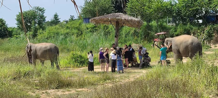 Siem Reap: Kulen Elephant Forest Guided Tour - Following Elephant Behavior Through Pond Time and Forest Steps