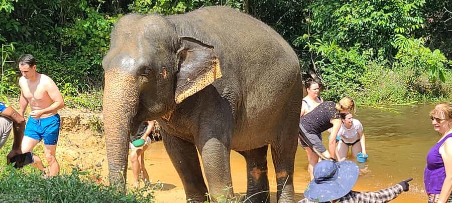 Siem Reap: Kulen Elephant Forest Guided Tour - The People Who Make It: Guides, Mahouts, and a Calm Day
