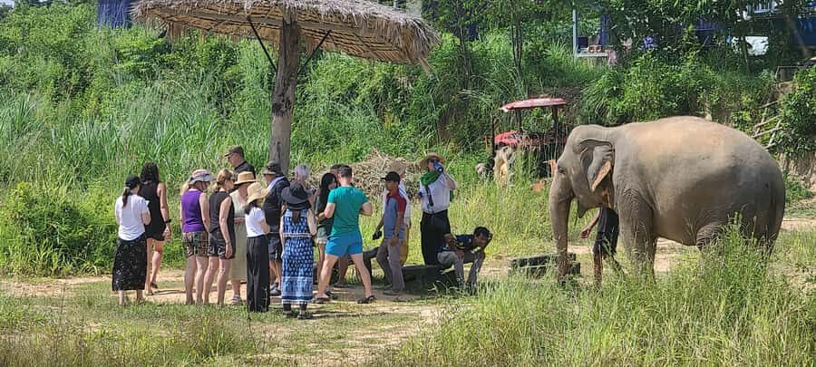 Siem Reap: Kulen Elephant Forest Guided Tour - Should You Book This Kulen Elephant Forest Guided Tour?