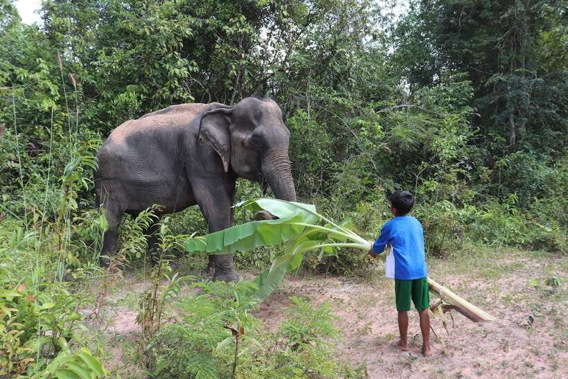Siem Reap: Kulen Elephant Forest & Tonlesap Lake - What to bring, what to wear, and how to behave