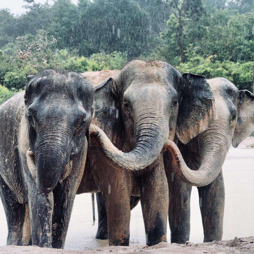 Siem Reap: Kulen Elephant Forest & Tonlesap Lake - Kulen Elephant Forest: your briefing, then the forest walk with elephants