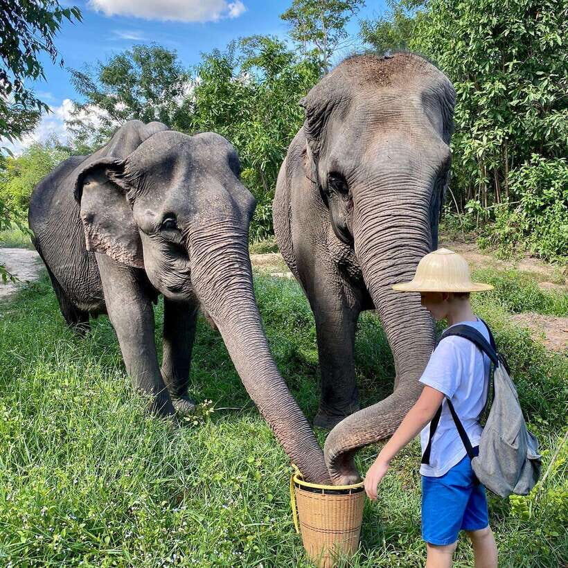 Siem Reap: Kulen Elephant Forest & Tonlesap Lake - The 2-kilometer trek toward waterfalls: how the hike actually works