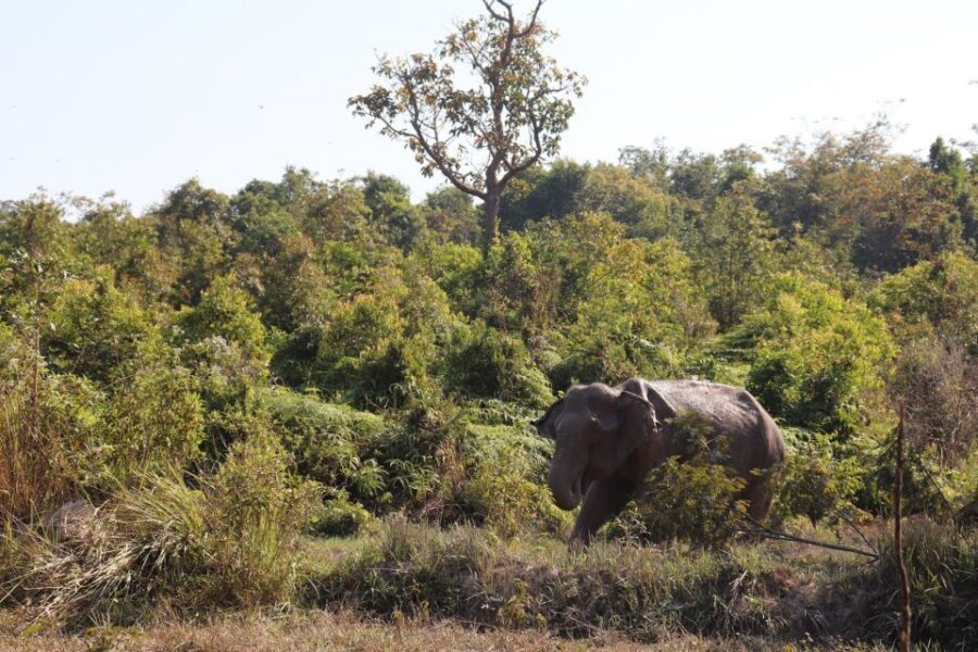 Siem Reap: Kulen Elephant Forest & Tonlesap Lake - Boat trip and canoe time: flooded forests in rainy season