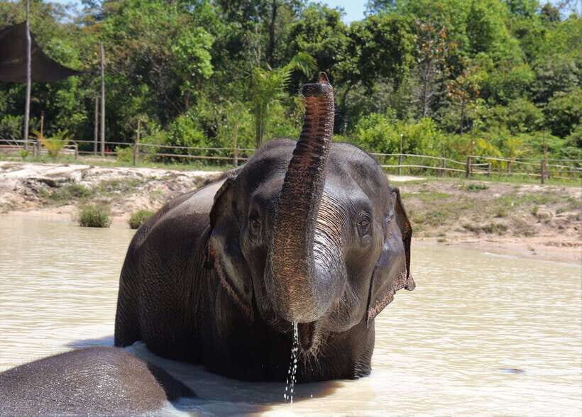 Siem Reap: Kulen Elephant Forest & Tonlesap Lake - Guides really matter here: Nak, Channa, Sath, and Sophy