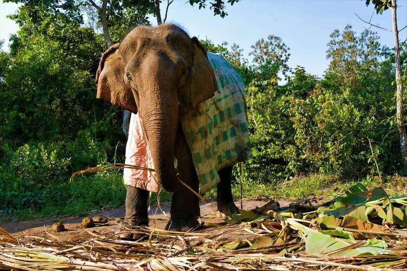 Siem Reap: Kulen Elephant Forest & Tonlesap Lake - Price and value: $217 for a 7-hour combo day
