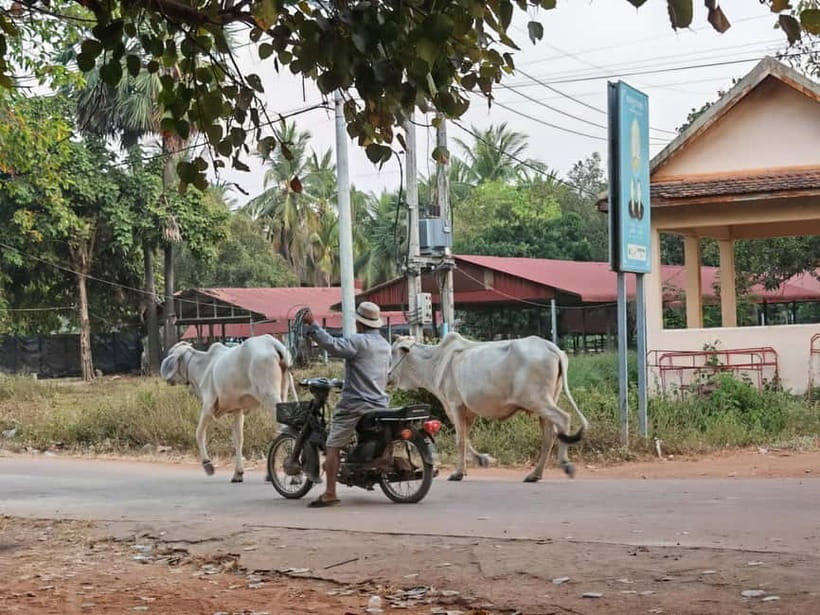 Siem Reap: Monk Blessings and Village Life Scooter Tour - Quick verdict: should you book this Siem Reap monk and village scooter tour?
