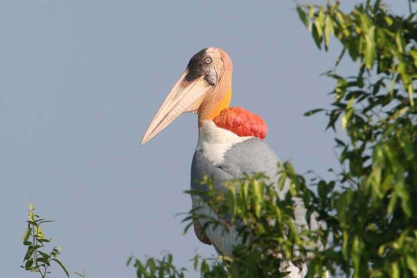 Siem Reap: Prek Toal Tonle Sap Biosphere Reserve Tour - Key things that make this Prek Toal tour worth your time