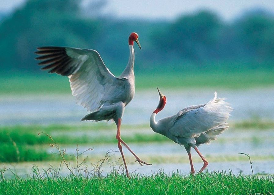 Siem Reap: Prek Toal Tonle Sap Biosphere Reserve Tour - Tonlé Sap Biosphere Reserve core viewing: guided bird sanctuary time