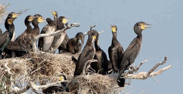 Siem Reap: Prek Toal Tonle Sap Biosphere Reserve Tour - Heading back: return timing and how to plan the rest of your day