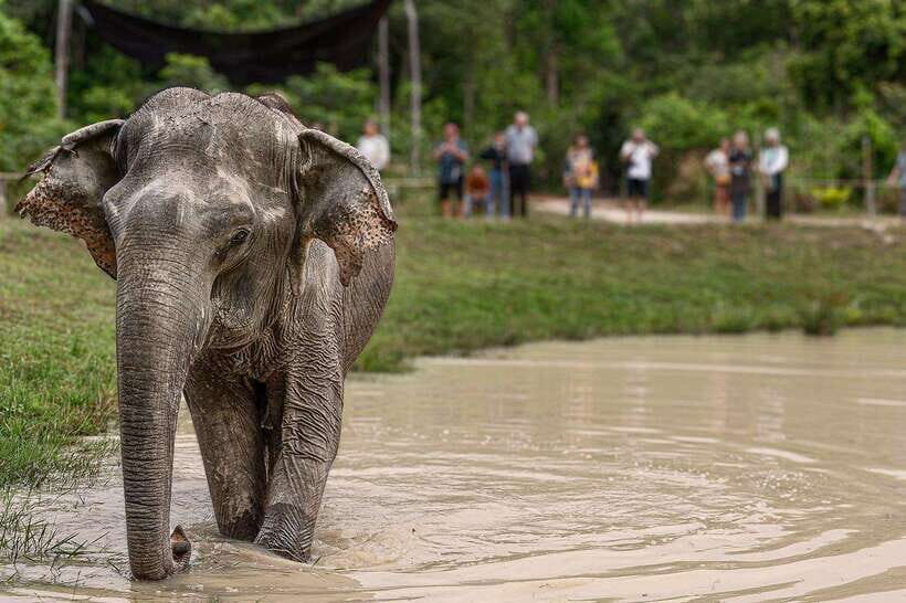 Siem Reap: Small Group Tour of Kulen Elephant Forest - Key Things I’d Put on Your Radar