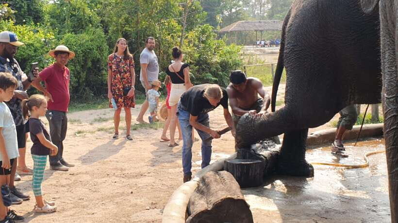 Siem Reap: Small Group Tour of Kulen Elephant Forest - Feeding Time: Handmade Snacks and Up-Close Encounters