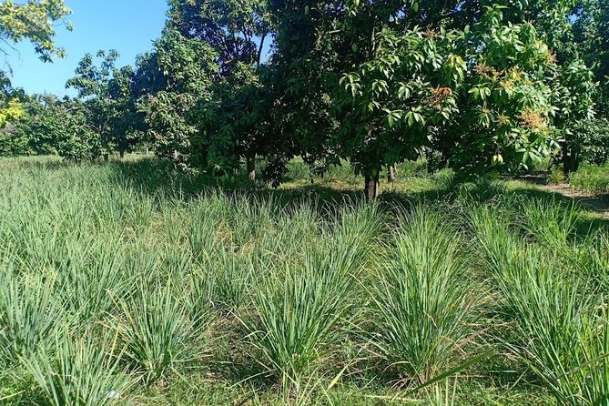 Silk Island & countryside of Phnom Penh by Tuk Tuk - Silk Island itself: ginger fields, weaving work, and the pace you choose