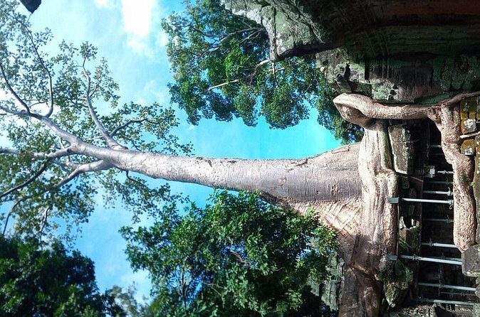 The Magnificent Angkor Wat - Stop 3: Ta Prohm—roots, ruins, and the “how is this still standing?” feeling