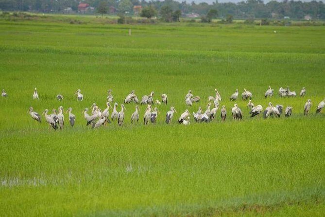 Tuk Tuk Journey: Exploring Rural Life and Silk Farm Craftsmanship - A calm break from Angkor: Siem Reap rural life in 4–5 hours